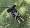adoptable Dog in , AZ named Tango