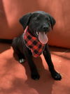 adoptable Dog in , AZ named Azrael