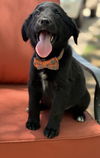 adoptable Dog in , AZ named Comet