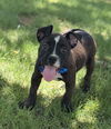 adoptable Dog in , AZ named Zeus