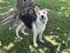 adoptable Dog in  named Winnie