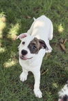 adoptable Dog in Phoenix, AZ named Peanut
