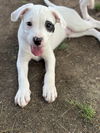 adoptable Dog in Phoenix, AZ named Timmy
