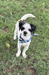 adoptable Dog in Phoenix, AZ named Pete