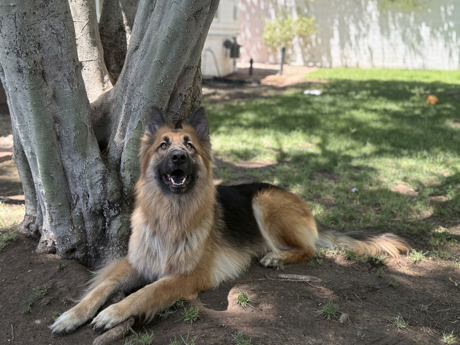 adoptable Dog in Phoenix, AZ named Bear