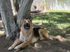 adoptable Dog in Phoenix, AZ named Bear