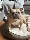 adoptable Dog in Phoenix, AZ named Queenie