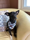 adoptable Dog in Phoenix, AZ named Tootsie