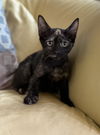adoptable Cat in Phoenix, AZ named Coral