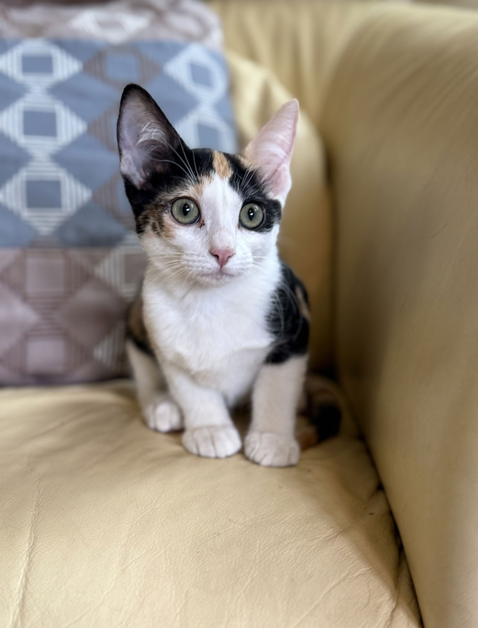 adoptable Cat in Phoenix, AZ named Capri