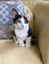 adoptable Cat in Phoenix, AZ named Capri