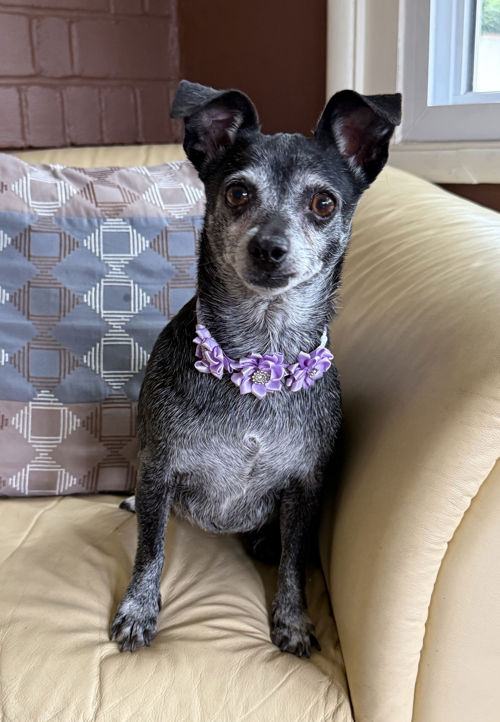 adoptable Dog in Phoenix, AZ named Sadie