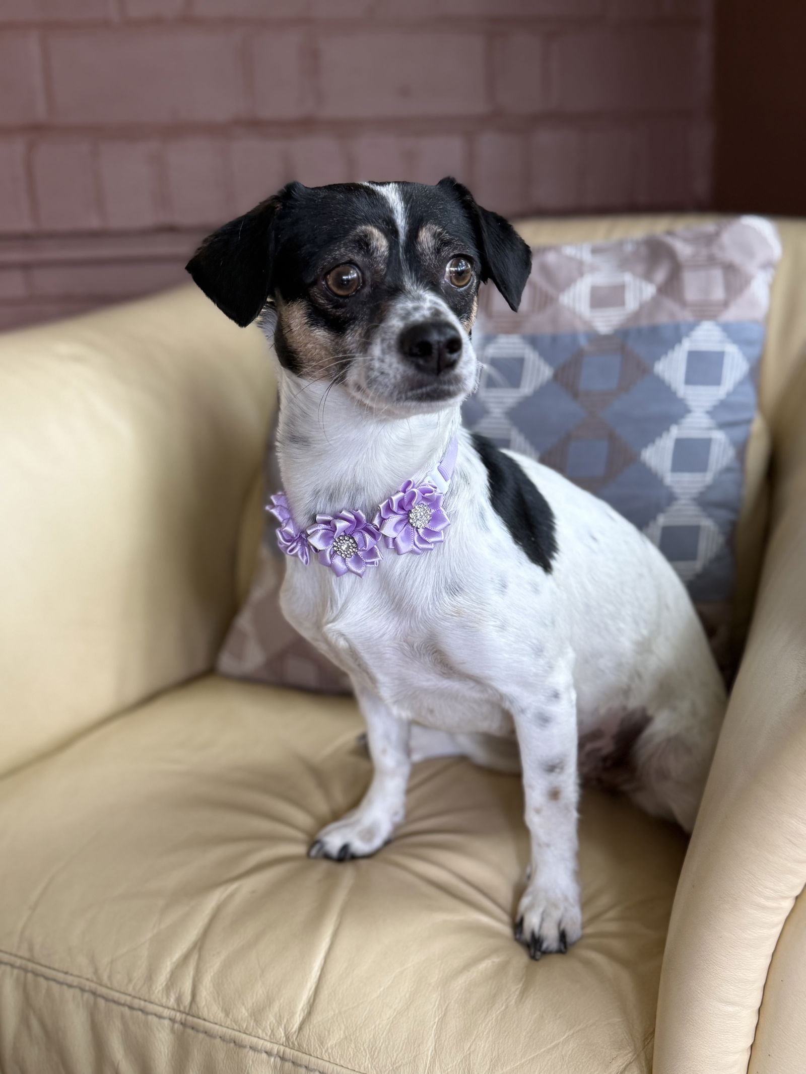 adoptable Dog in Phoenix, AZ named Happy