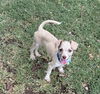 adoptable Dog in Phoenix, AZ named Basil
