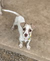 adoptable Dog in ,  named Chive