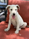 adoptable Dog in ,  named Pretzel