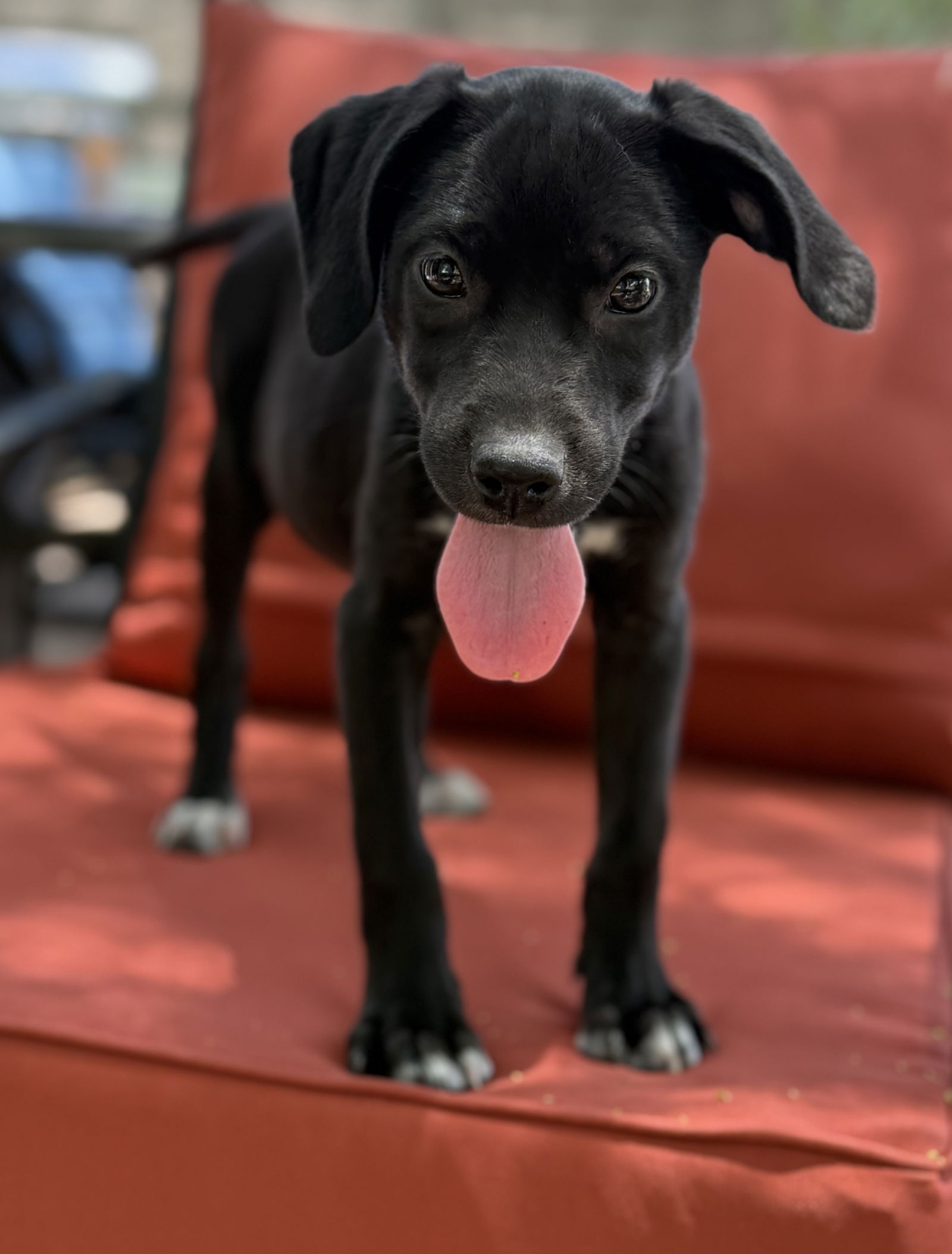adoptable Dog in Phoenix, AZ named Papaya
