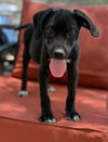 adoptable Dog in ,  named Papaya