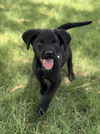 adoptable Dog in  named Arney