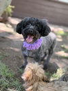 adoptable Dog in  named Lulu