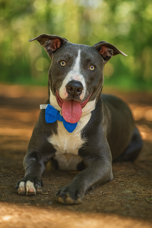 AXEL - American Pit Bull Terrier / Labrador Retriever available for adoption