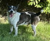 Milo - Photo 2