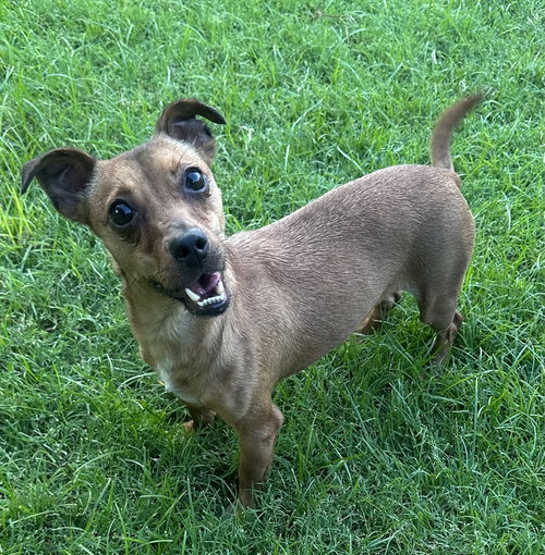 NIM - Dachshund / Chihuahua available for adoption