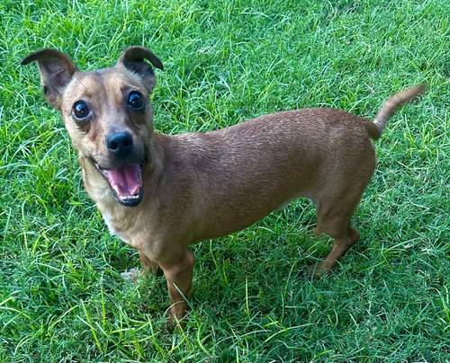NIM - Dachshund / Chihuahua available for adoption