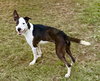 Brody - Photo 1