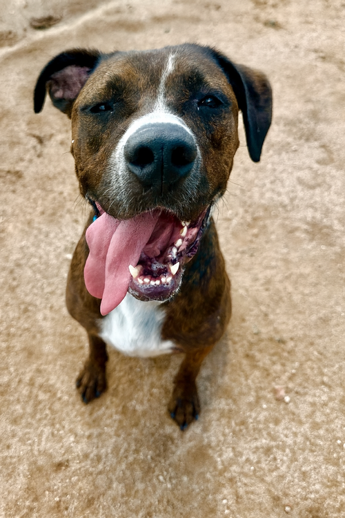 picture of the dog needing adoption