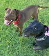 Starsky - Photo 3