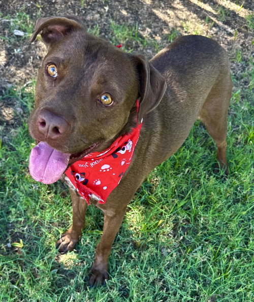 picture of the dog needing adoption