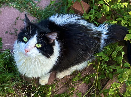 picture of the cat needing adoption