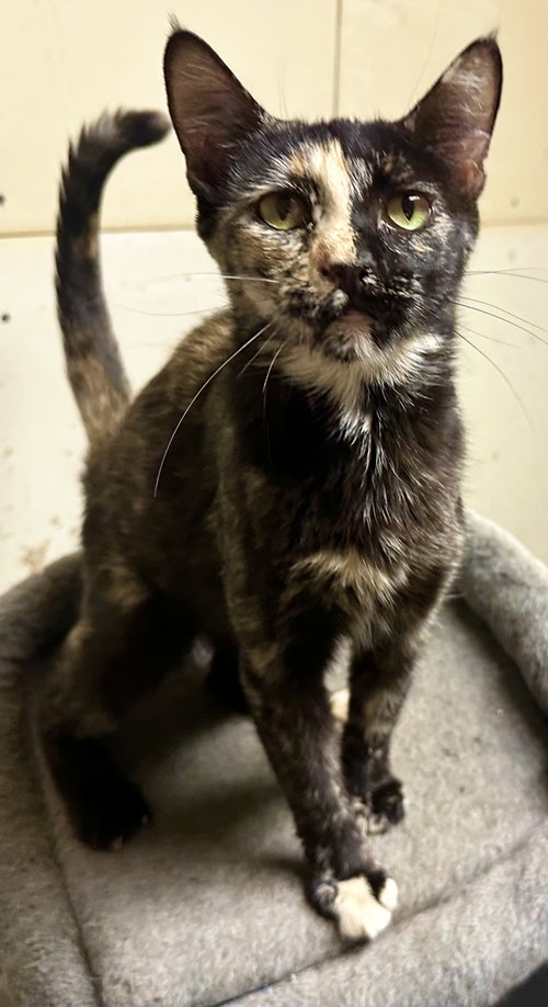 picture of the cat needing adoption