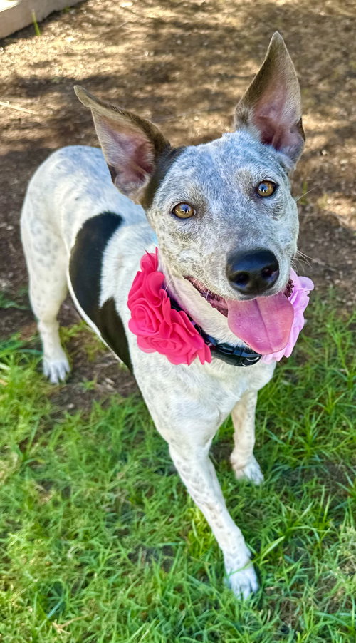 picture of the dog needing adoption