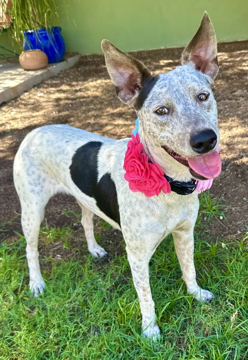KIWI - Australian Cattle Dog/Blue Heeler / Cattle Dog available for adoption