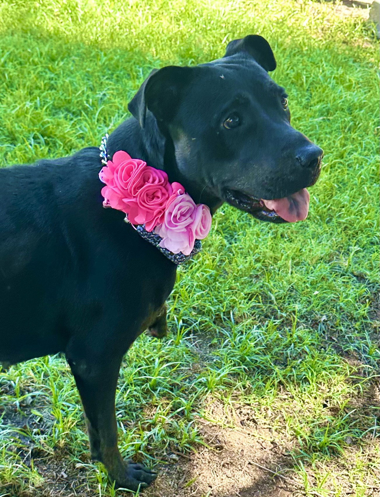 Nyla