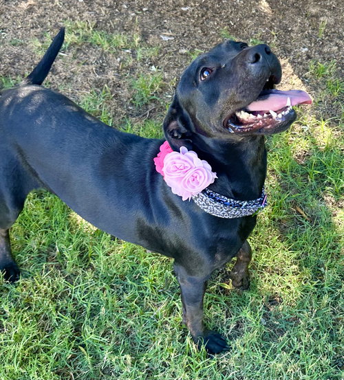 NYLA - American Pit Bull Terrier / Cattle Dog available for adoption