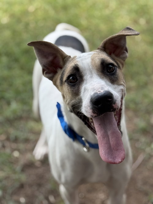 picture of the dog needing adoption