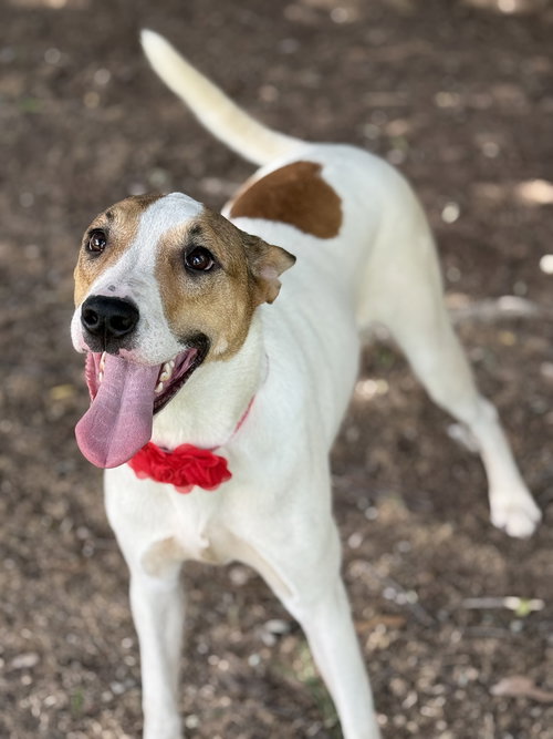 picture of the dog needing adoption