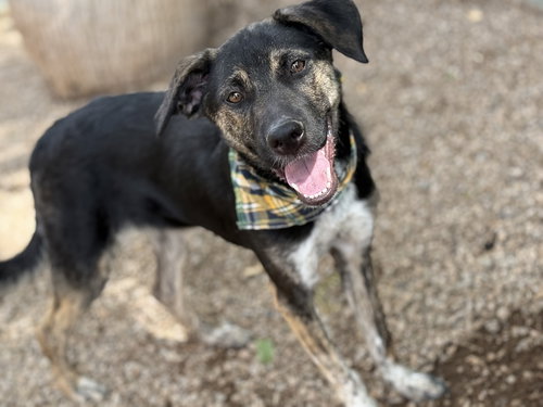 picture of the dog needing adoption