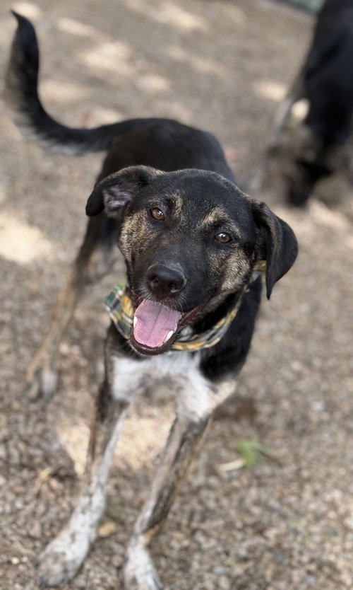 DOUG - Labrador Retriever / Shepherd available for adoption