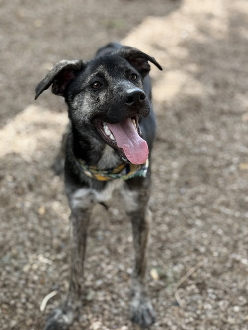 TROUBLE - Labrador Retriever / Shepherd available for adoption