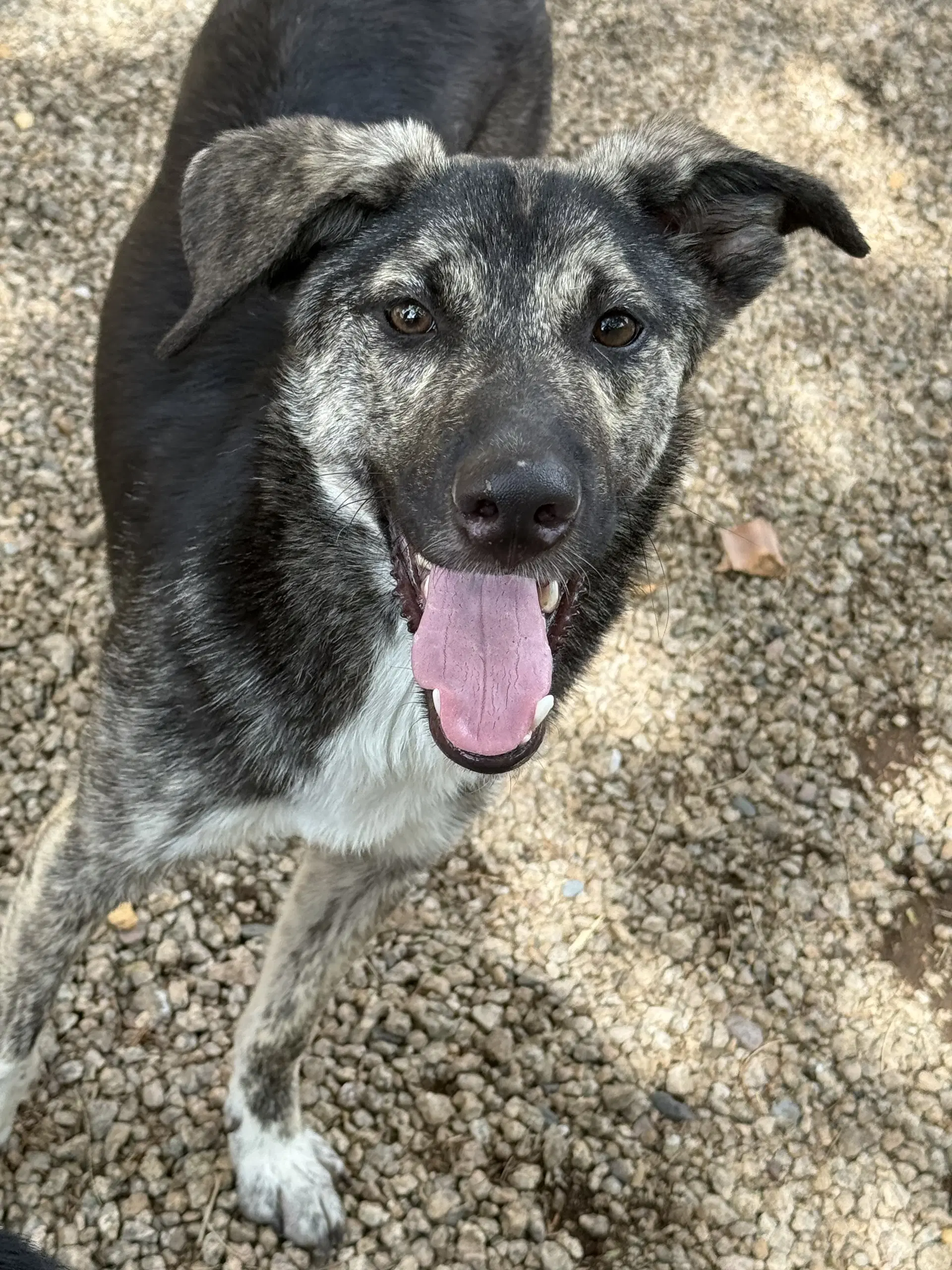 Mickey - Labrador Retriever