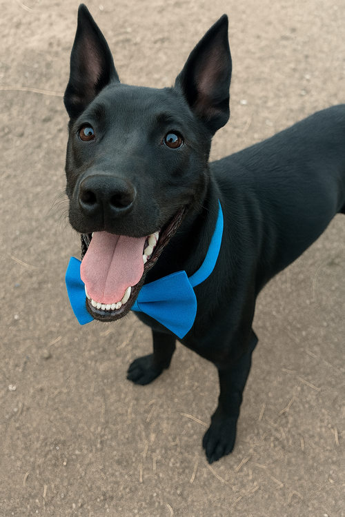 FRITO - Labrador Retriever / Australian Kelpie available for adoption