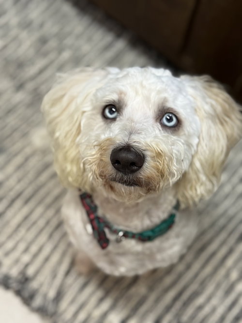 Photo of Marshmallow