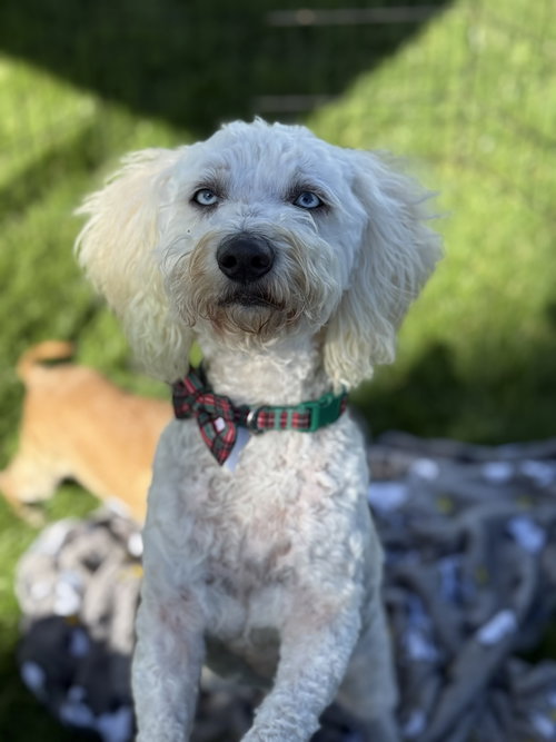 Photo of Marshmallow