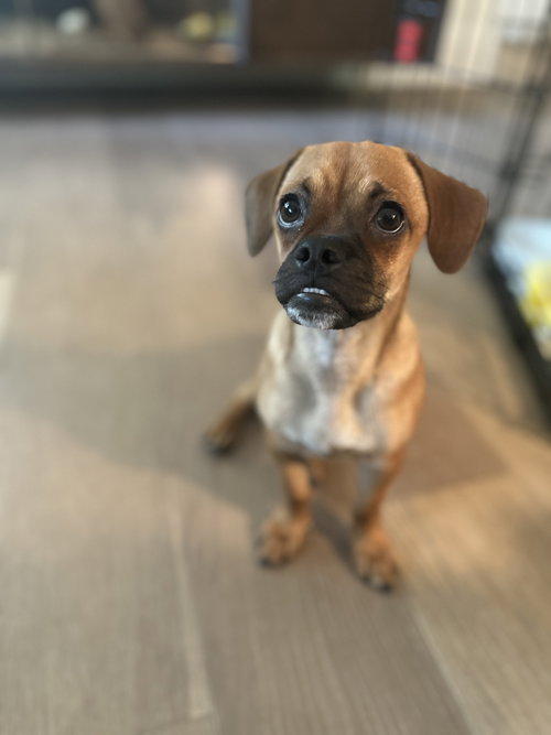 picture of the dog needing adoption