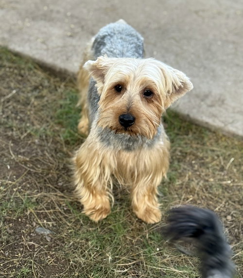picture of the dog needing adoption