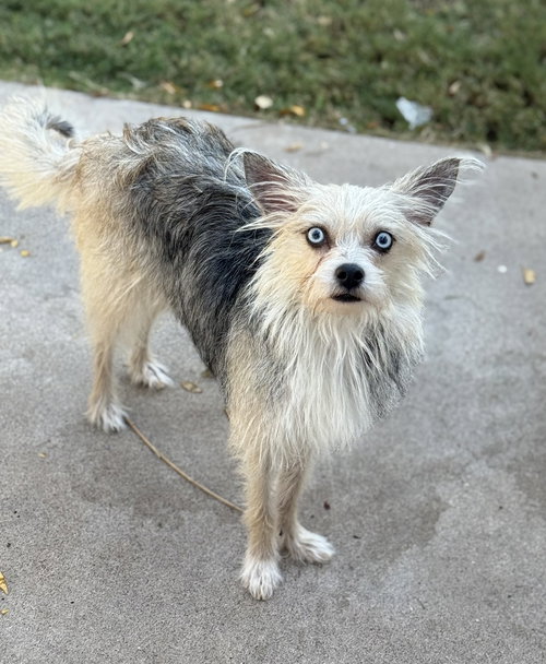 picture of the dog needing adoption